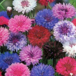 National Gardens Polka Dot Flower Seeds