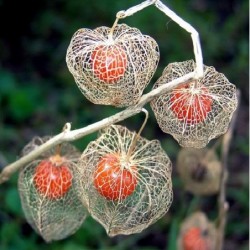 National Gardens Chinese Lantern Seeds