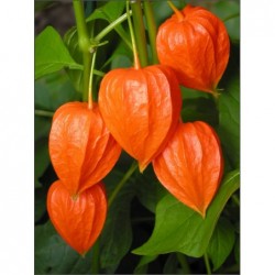 Chinese Lantern Seeds