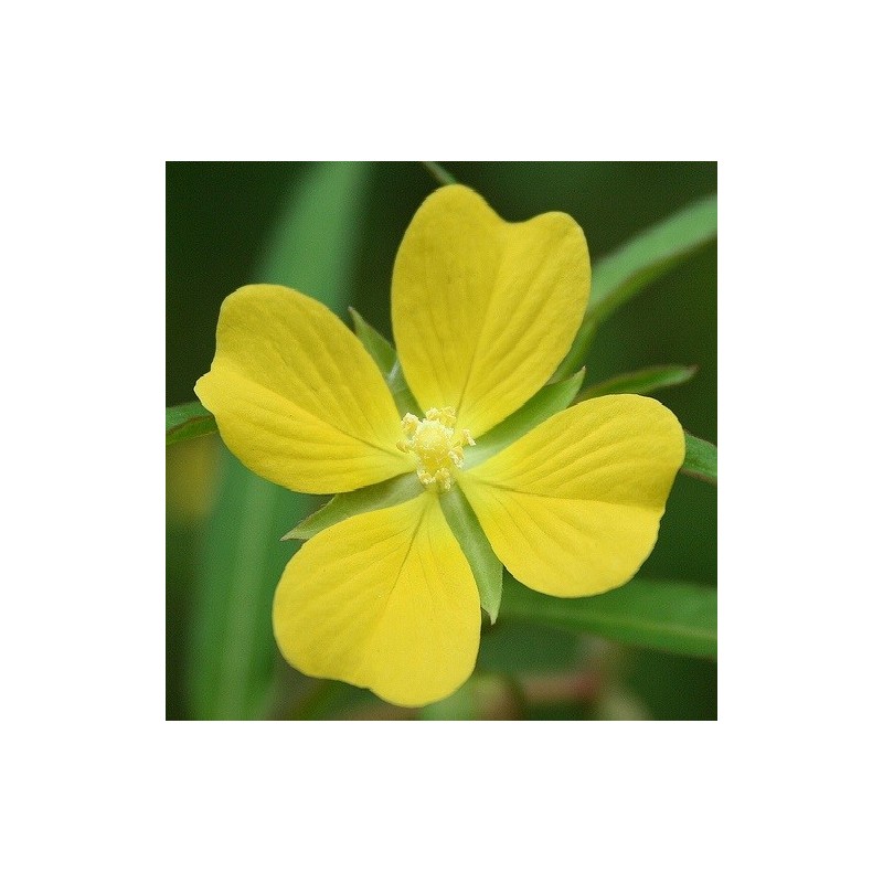 National Gardens Seedbox Water Primrose Herb / Flower Seeds