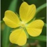 National Gardens Seedbox Water Primrose Herb / Flower Seeds