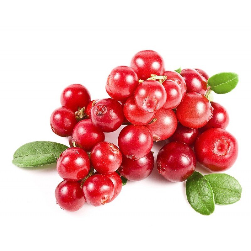 50 Cranberry Seeds - Edible, Non-GMO, Organic - Grow Your Own Superfood At Home!