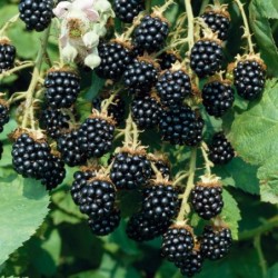 National Gardens Blackberry Fruit Seeds