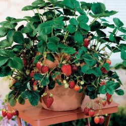 National Gardens Potted Strawberry Seeds