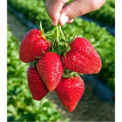 National Gardens Sweet Charlie Strawberry Seeds