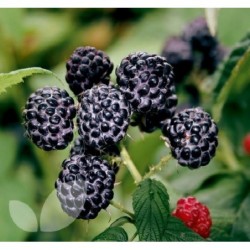National Gardens Black Raspberry Fruit Seeds
