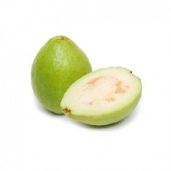 National Gardens Giant Indian Guava Seeds