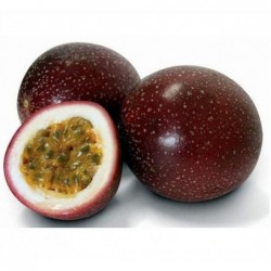 National Gardens Purple Passion Fruit Seeds