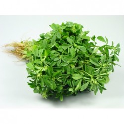 National Gardens Fenugreek Herb Seeds