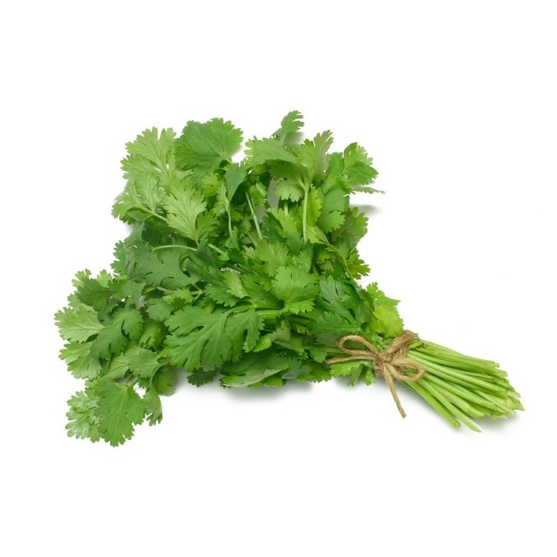 National Gardens Coriander / Cilantro Herb Seeds