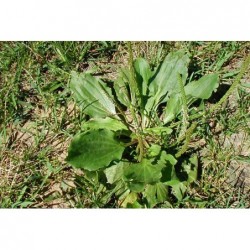 National Gardens Chinese Plantain Herb Seeds