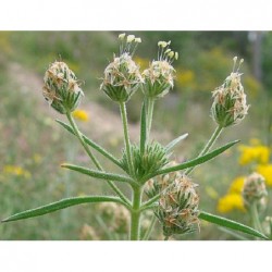 National Gardens Plantago psyllium Herb Seeds