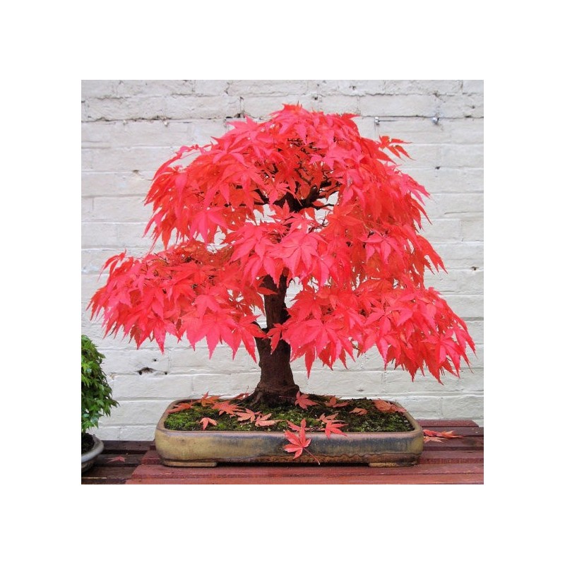 National Gardens Japanese Bonsai Red Maple Seeds
