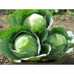 National Gardens Indian Cabbage Seeds