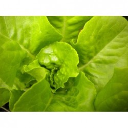 National Gardens Buttercrunch Lettuce Seeds