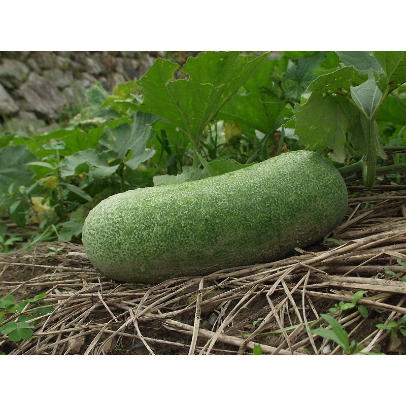 National Gardens Ash Gourd Seeds