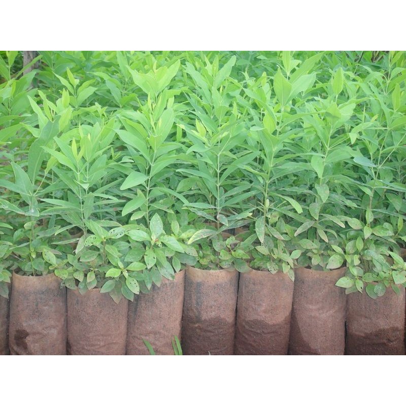 National Gardens Sandalwood Seeds - Santalum album