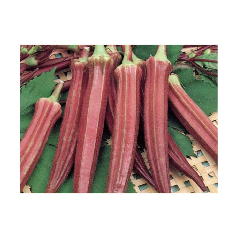 National Gardens Exotic Red Ladies Finger Seeds (Red Okra)