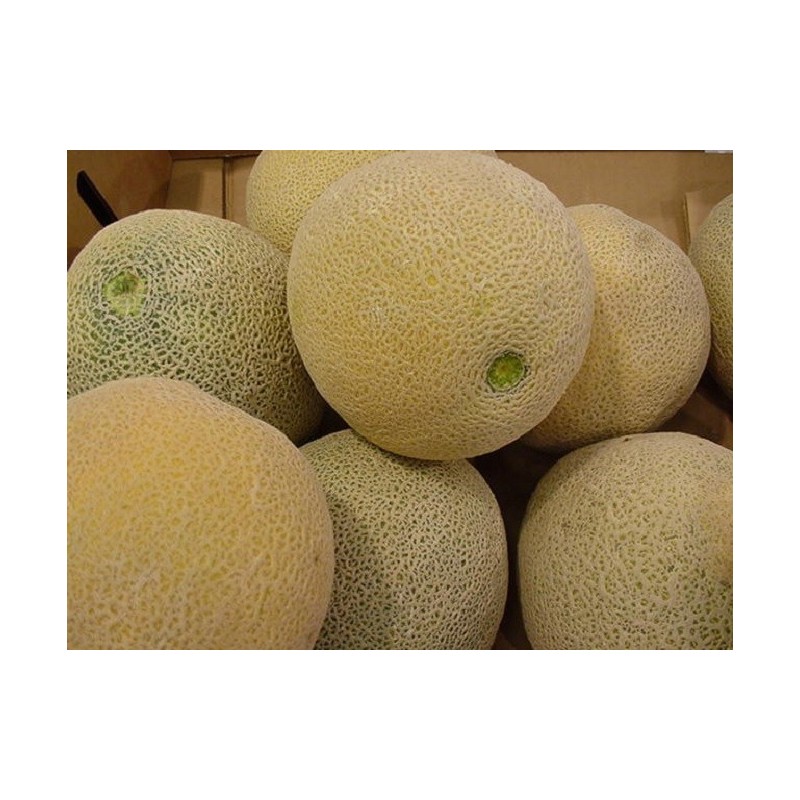 National Gardens Muskmelon Seeds
