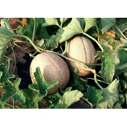 Muskmelon Seeds