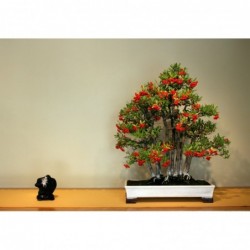 National Gardens Chinese Firethorn Bonsai Seeds