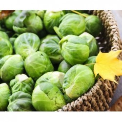 National Gardens Long Island Brussel Sprouts Seeds