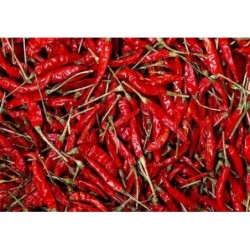 National Gardens Indian Hot Pepper / Chilli Seeds