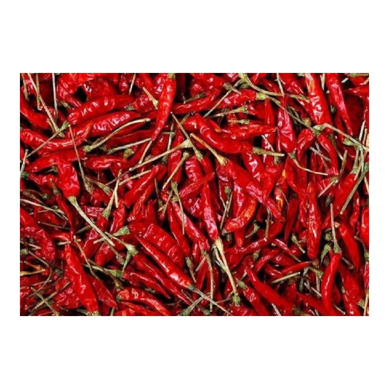 National Gardens Indian Hot Pepper / Chilli Seeds