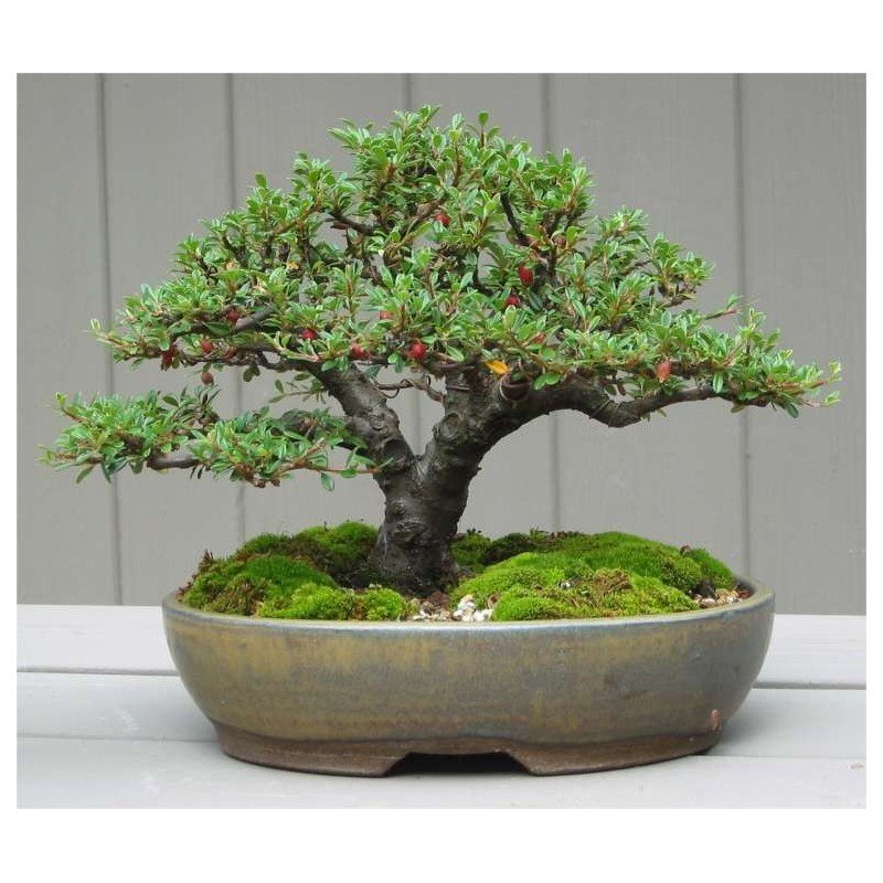 European Cotoneaster Bonsai Seeds