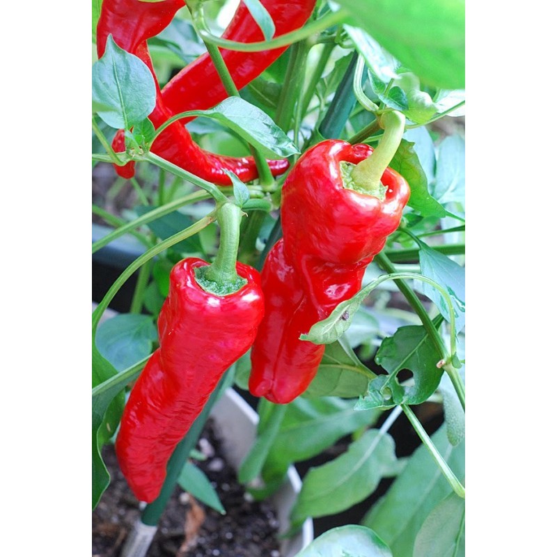 National Gardens Long Red Hot Cayenne Pepper Seeds