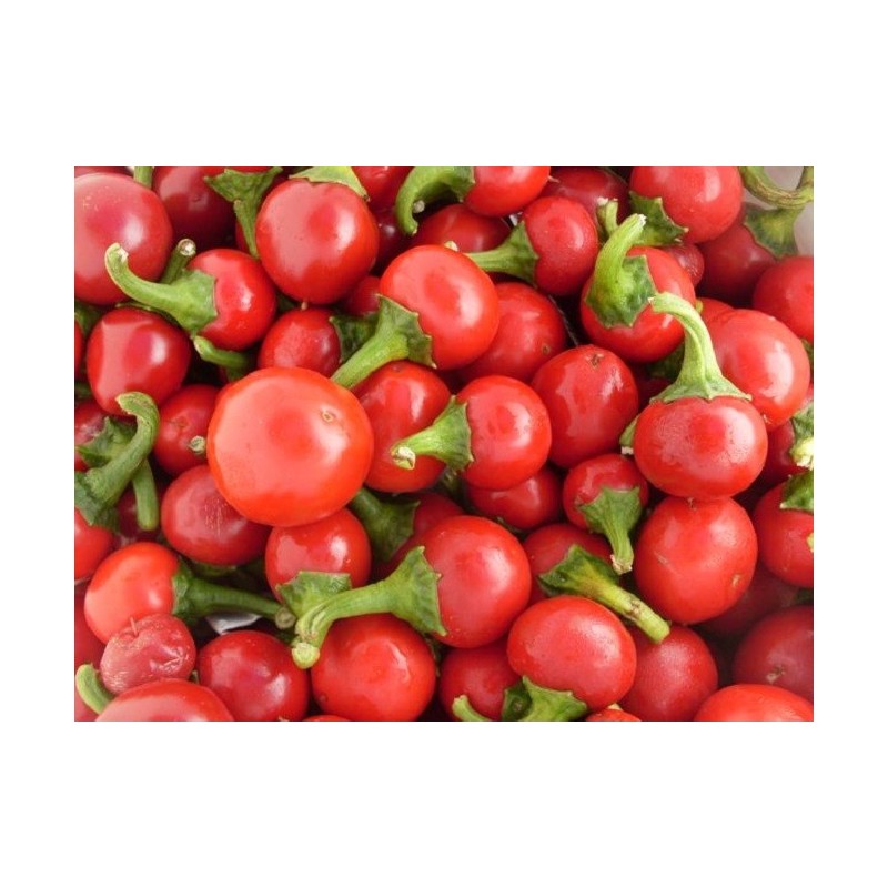 National Gardens Red Cherry Hots Pepper Seeds