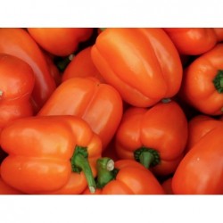 National Gardens Orange Capsicum / Pepper Seeds