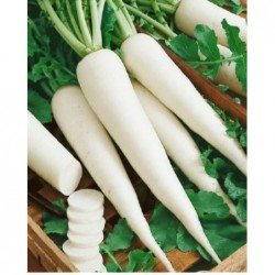 National Gardens White Radish Seeds