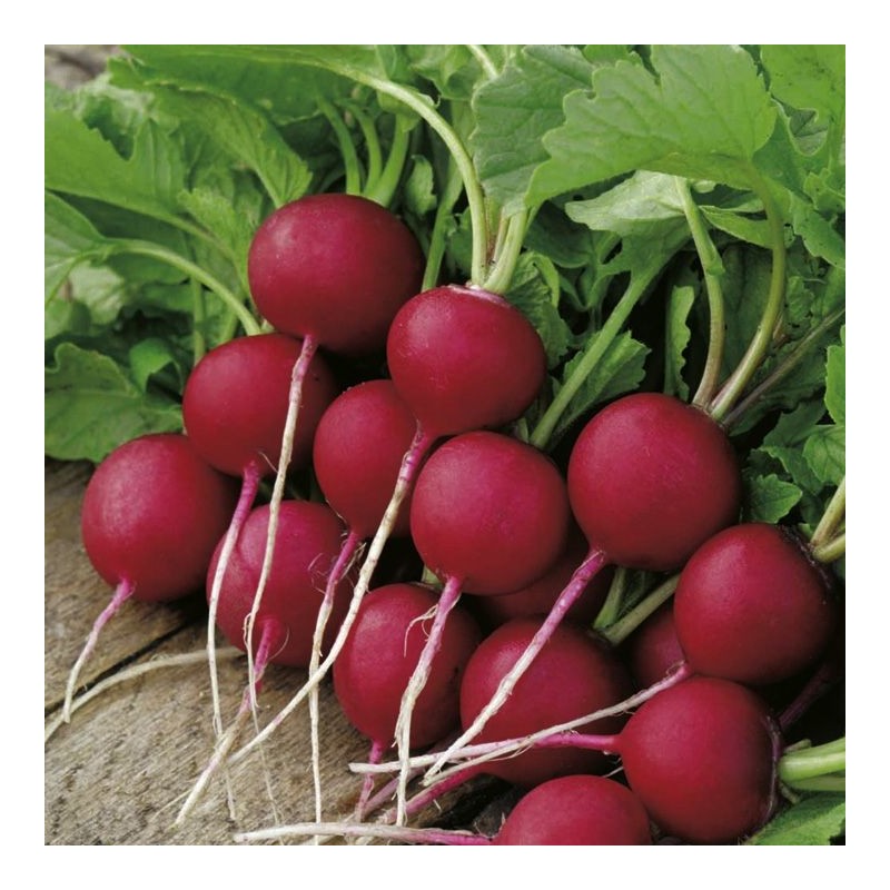 National Gardens Scarlet Globe Radish Seeds