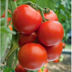 National Gardens Tomato S-22 Seeds