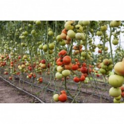Tomato S-22 Seeds