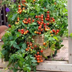 National Gardens Potted Tomato Seeds