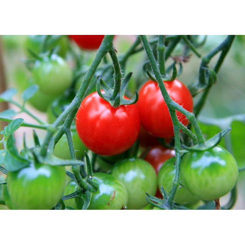 National Gardens Large Cherry Tomato Seeds