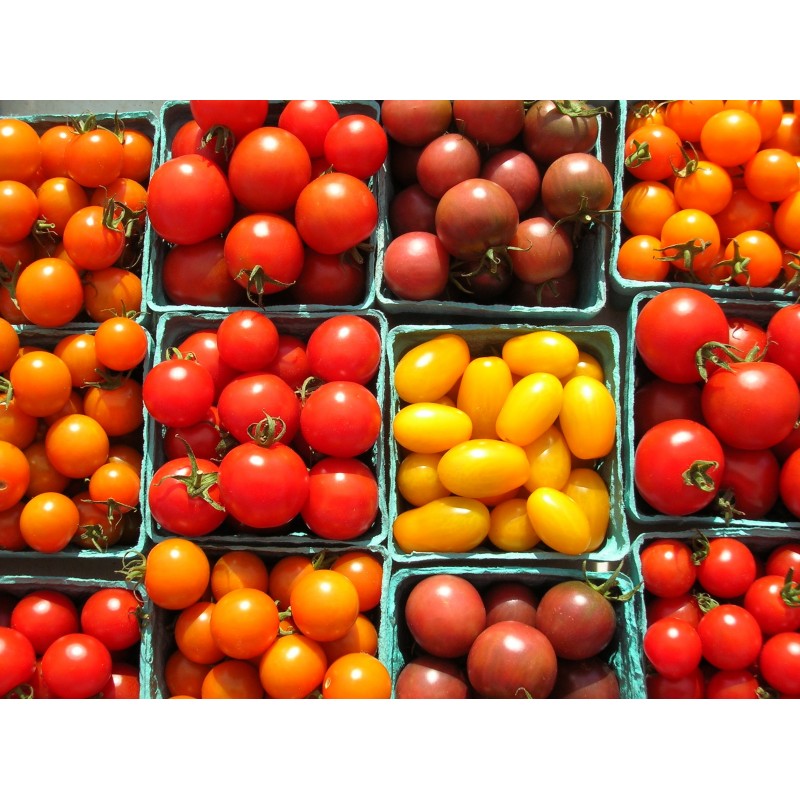 National Gardens Tomato Seeds Combo - 6 Types - 250+ Seeds