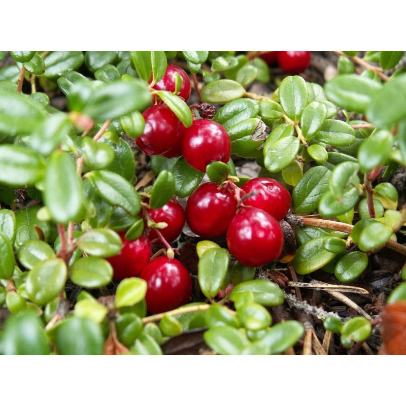 National Gardens Cranberry Fruit Seeds - Ready to Sow (Pack of 10 Seeds)