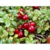 National Gardens Cranberry Fruit Seeds - Ready to Sow (Pack of 10 Seeds)