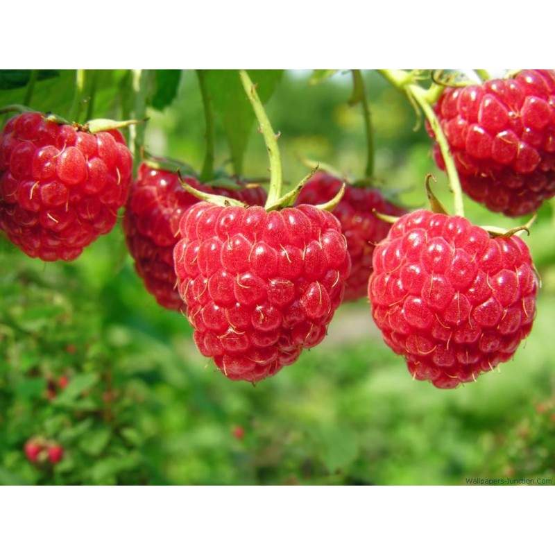 National Gardens Raspberry Fruit Seeds - Ready to Sow (Pack of 10 Seeds)