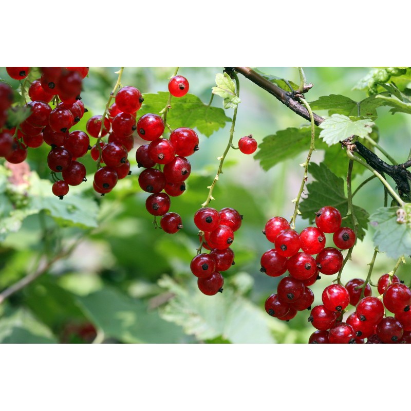 National Gardens Red Currant Fruit Seeds (Pack of 10 Seeds)