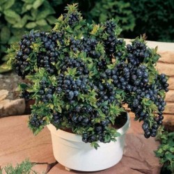 National Gardens Blueberry Fruit Seeds - N Highbush (Pack of 10 Seeds)