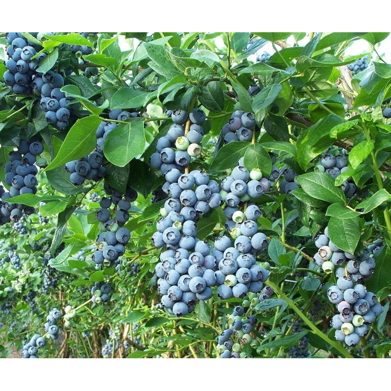 National Gardens Blueberry Fruit Seeds - S Highbush (Pack of 10 Seeds)