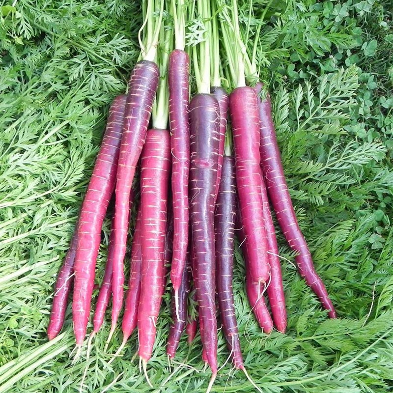 National Gardens Cosmic Red Carrot Seeds (Pack of 40 Seeds)