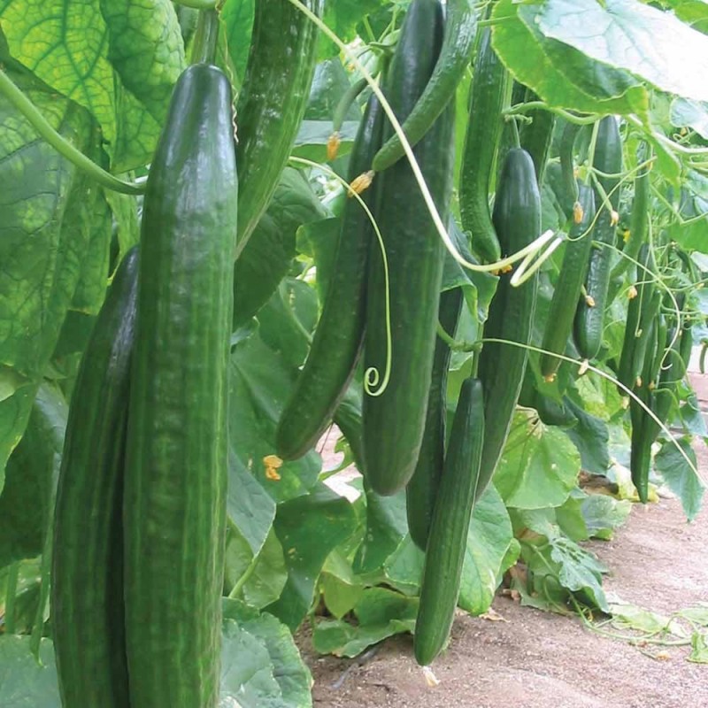 National Gardens Indian Cucumber Seeds (Pack of 30 Seeds)