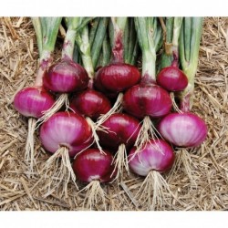 National Gardens Light Red Onion Seeds (Pack of 50 Seeds)