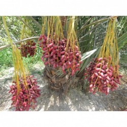 National Gardens Buman Date Palm Seeds (Pack of 05 Seeds)