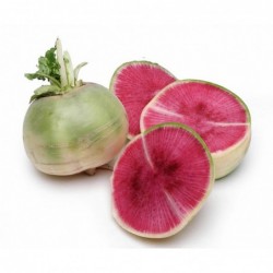 National Gardens Watermelon Radish Vegetable Seeds